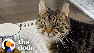 Picky Senior Cat Only Eats When She's Being Pet | The Dodo Soulmates