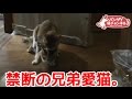 禁断の兄弟愛猫。去勢後もお盛んです。【猫、おもしろ、かわいい】Ai's forbidden love