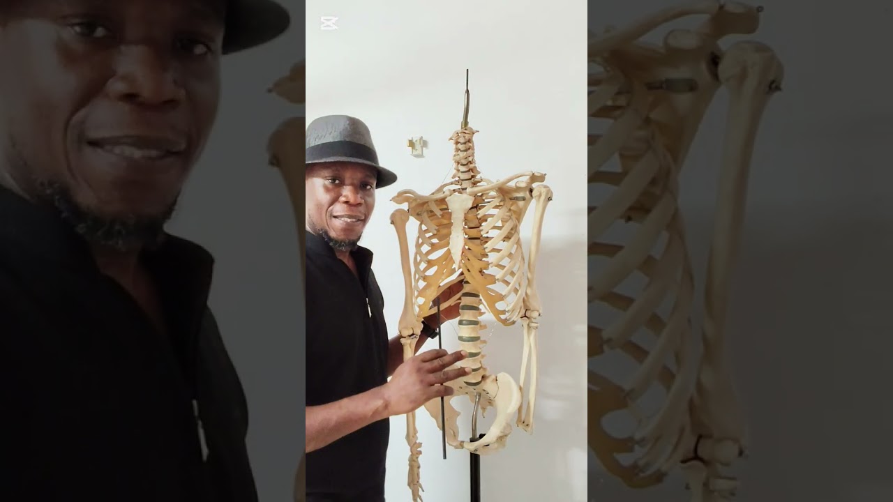 Human Anatomy: The ribs of Adam and Eve