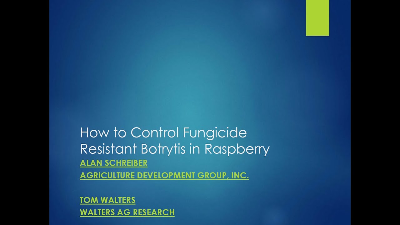 Botytis Raspberry How to Control Fungicide Resistant Botrytis in Red Raspberry, Alan ...