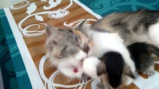 Anak Nya Minta Nete Malah Di Ajak Berantem