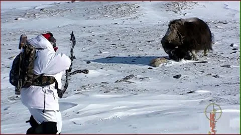 Musk Ox hunting in snow  It's a Cold Life |