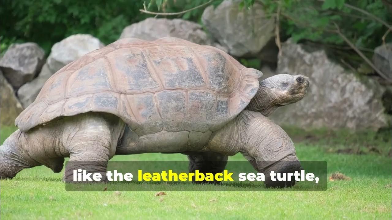 terrific-turtle-fun-facts-for-kids-youtube