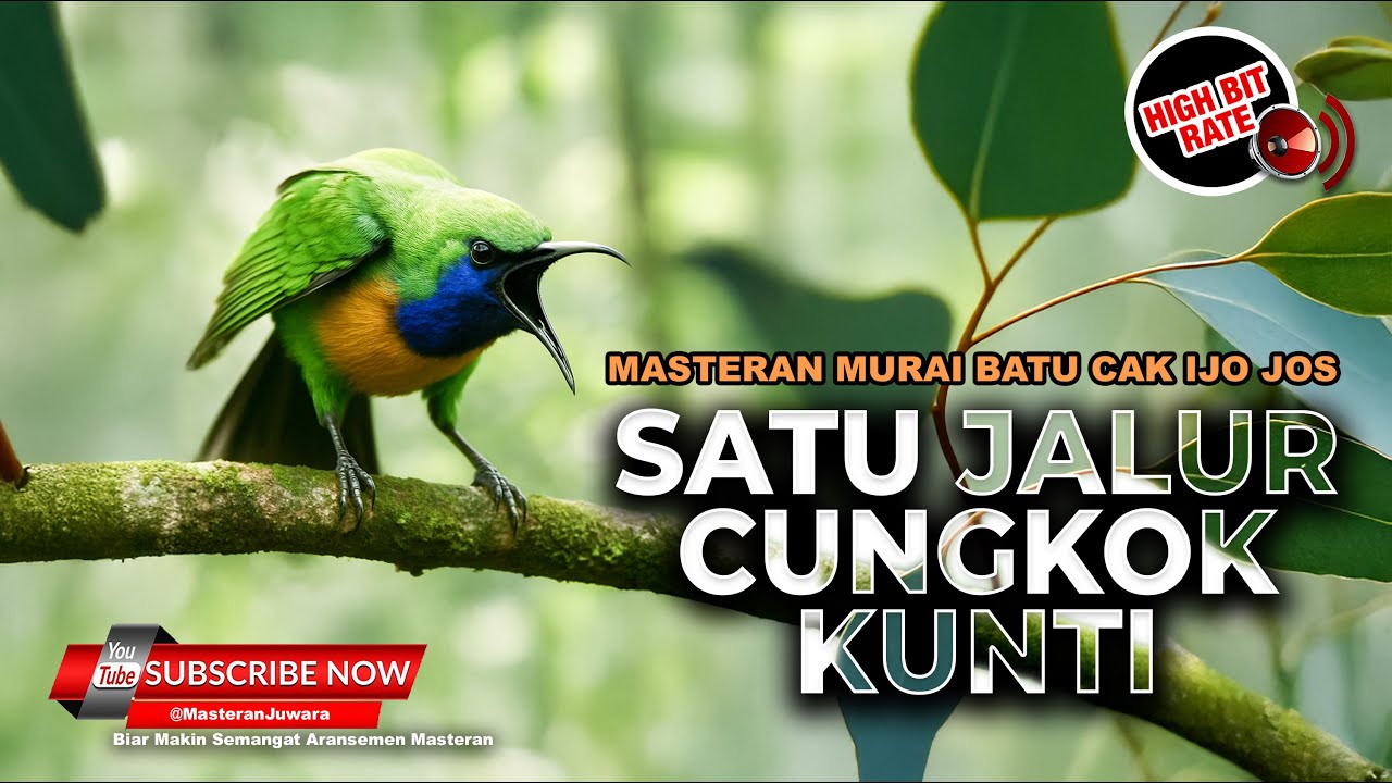 🔴 Roll Tembakan Kunti Cucak Cungkok Gacor Isian Mewah Kunti Breen Masteran Juwara 2025