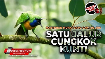 🔴 Roll Tembakan Kunti Cucak Cungkok Gacor Isian Mewah Kunti Breen Masteran Juwara 2025