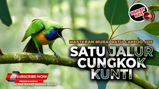 🔴 Roll Tembakan Kunti Cucak Cungkok Gacor Isian Mewah Kunti Breen Masteran Juwara 2025