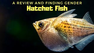 Nature's Flying Fish | Hatchet Fish