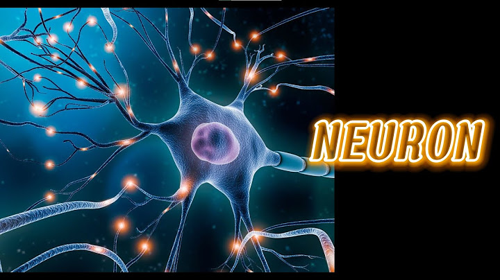 Não người có bao nhiêu tế bào thần kinh năm 2024