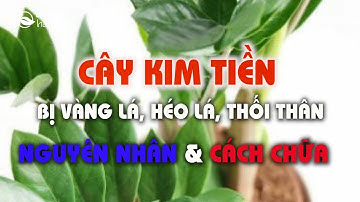 Nguyên nhân và cách chữa cây kim tiền bị vàng lá, héo lá, thối thân