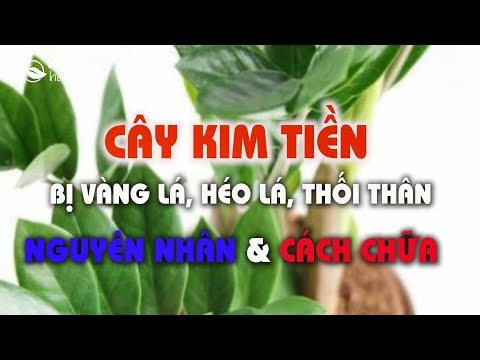 Video: Lá Cây Kim Tiền (bà Béo) Bị Vò Nát: Làm Gì Nếu Lá Rụng Hoa Vào Mùa đông Và Vì Lý Do Gì Mà Rụng? Điều Trị Bệnh