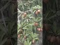 Rain Falling on Tropical Fruit Trees#rain #tropicalrain #rainsounds #nature #ambience