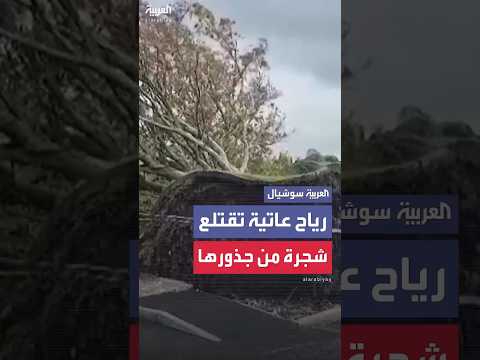 رياح عاتية تتسبب باقتلاع شجرة من جذورها في أيرلندا الشمالية
