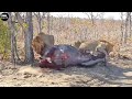 Male lion attack big prey and eat alive  animal fighting  atp earth
