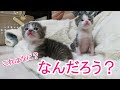 【保護子猫】クエスチョン：お腹いっぱいになったらど～なるの？