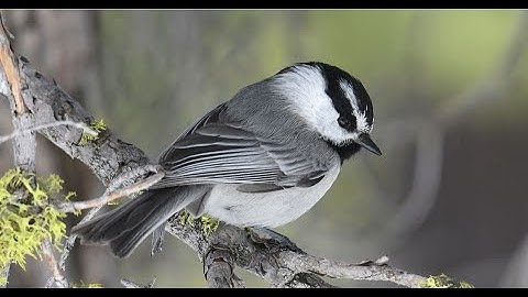 Natural selection linked to spatial memory in wild mountain chickadee research