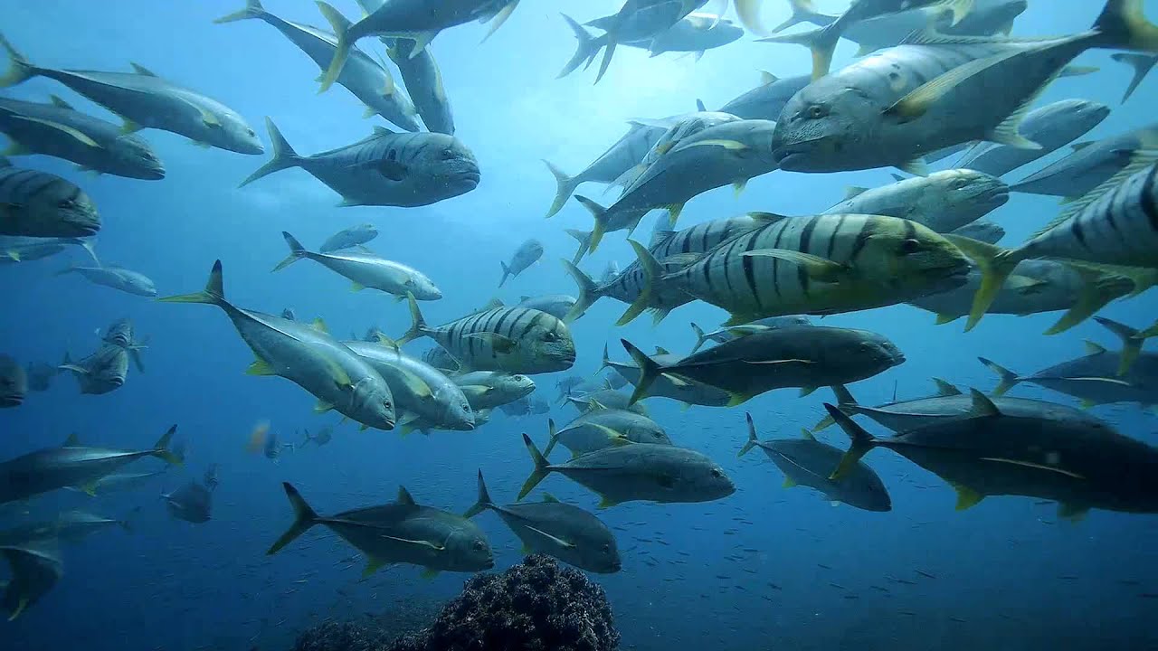 The Story of The Lamu Marine Conservation Trust - Trailer
