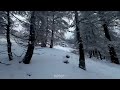 Fairytale shots of snow covering cedar branches in lebanon    fpvdrone snow lebanon