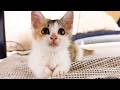 病気の子猫をかばうように遊ぶ姉妹子猫が優しすぎました