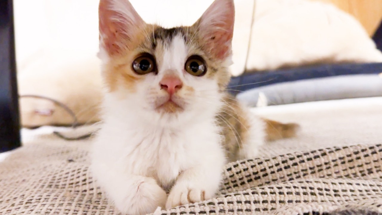 病気の子猫をかばうように遊ぶ姉妹子猫が優しすぎました