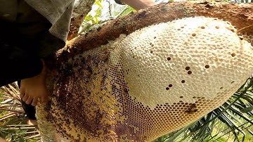 Bắt Tổ ong rừng trên cây xầu riêng Bầu mật khủng trám vôi cực đẹp