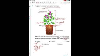 Fullemeyen Kalmasın Inları