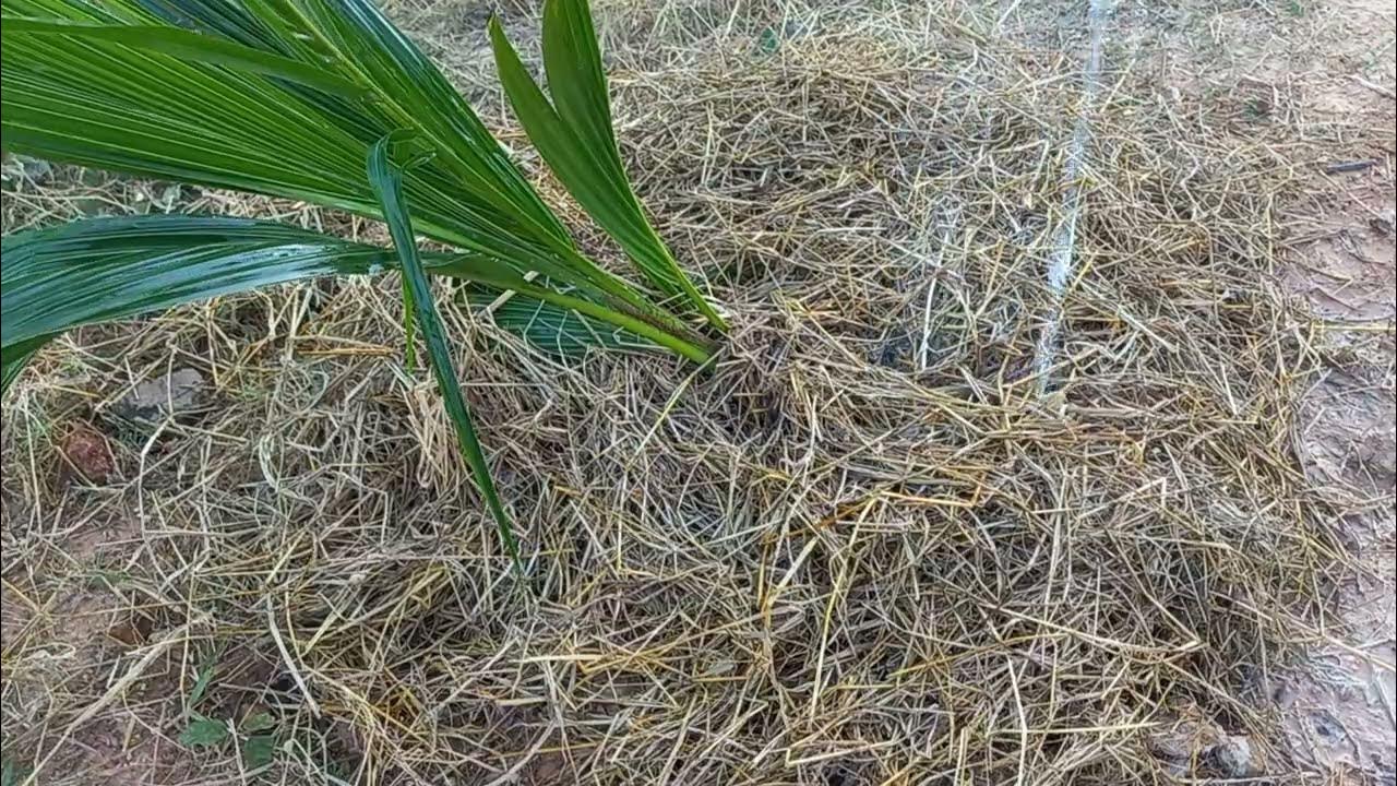 How to planting coconut tree growing fast and easy work 💯 YouTube