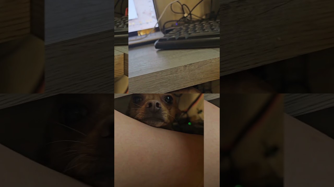 Brian gets angry when he has to beg to be picked up. #chihuahua #pets #dog #dogmom #dogmomlife