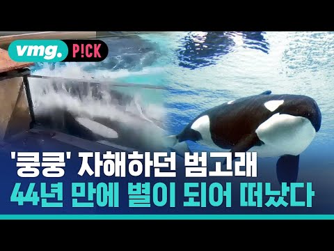 &amp;#39;쿵쿵&amp;#39; 자해하던 범고래…<strong>44년</strong> 만에 별이 되어 수족관 떠났다 / 비머pick / 비디오머그