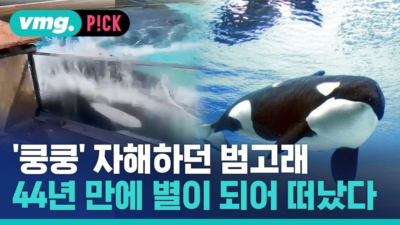 범고래 - 나무위키