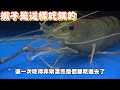 釣蝦聖經#7勾餌的重要性!勾餌的方式決定了你會不會放槍!看看你的方式好不好!