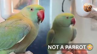 It Sounds Like Grandma… But It’s Actually a Parrot 😳🦜