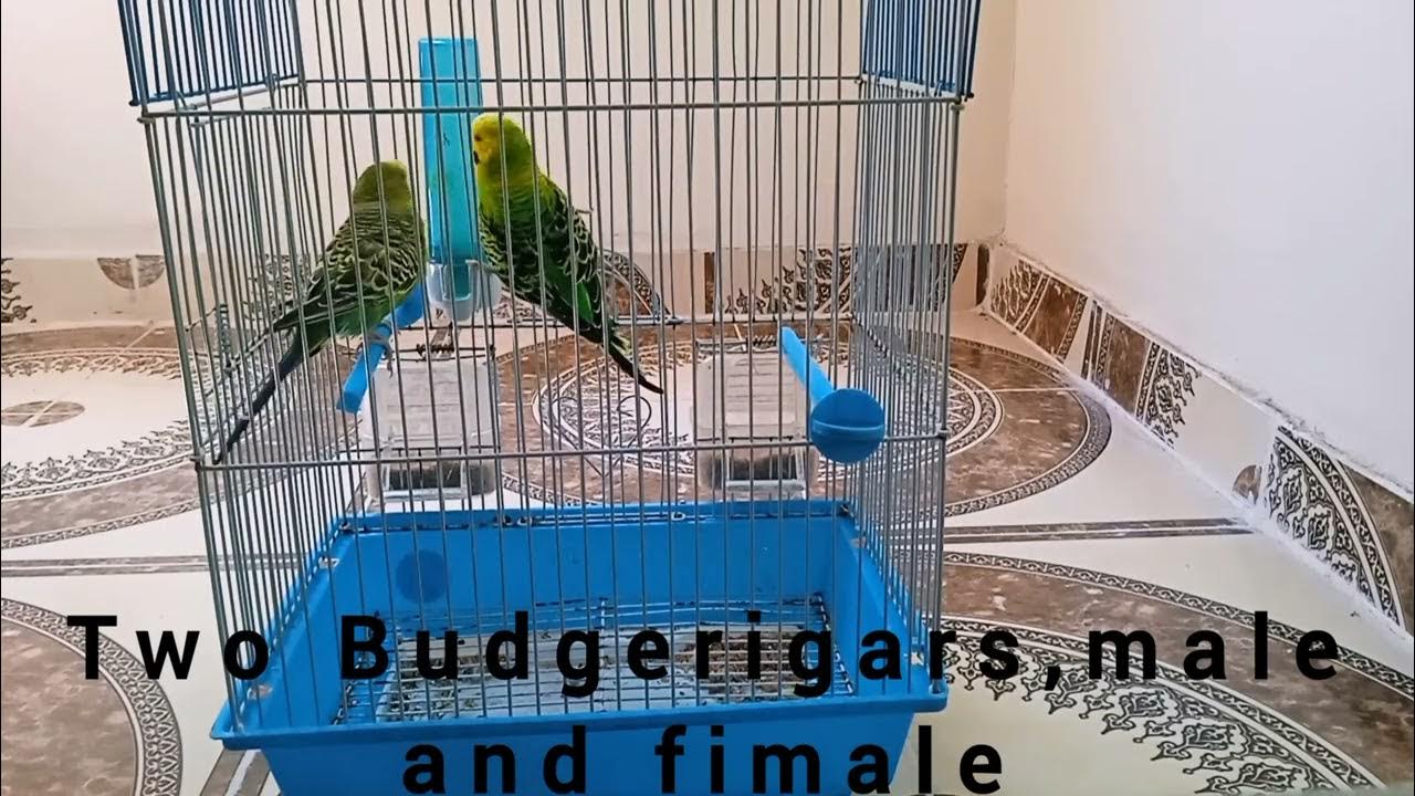 Budgie bird two Budgerigars, male and fimale YouTube