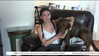 Celebrity Service Dog Gets To Walk At High School Graduation Wealth