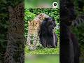 Black Leopard Ko Dhundne Main Gaya Pench Tiger Reserve Forest Shorts Black Leopard Ko Dhundne Main Gaya Pench Tiger Reserve Forest Shorts
