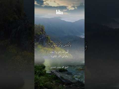 والتين والزيتون الشيخ محمد صديق المنشاوي