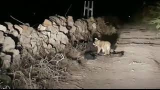Gir national park GUJARAT CUBE & lioness screenshot 5