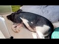 もはやブタじゃなくて猫なの？ってくらい太陽が好きらしい