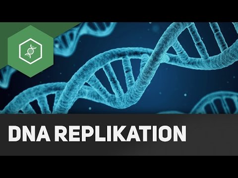 Video: Wie funktioniert die DNA-Synthese?