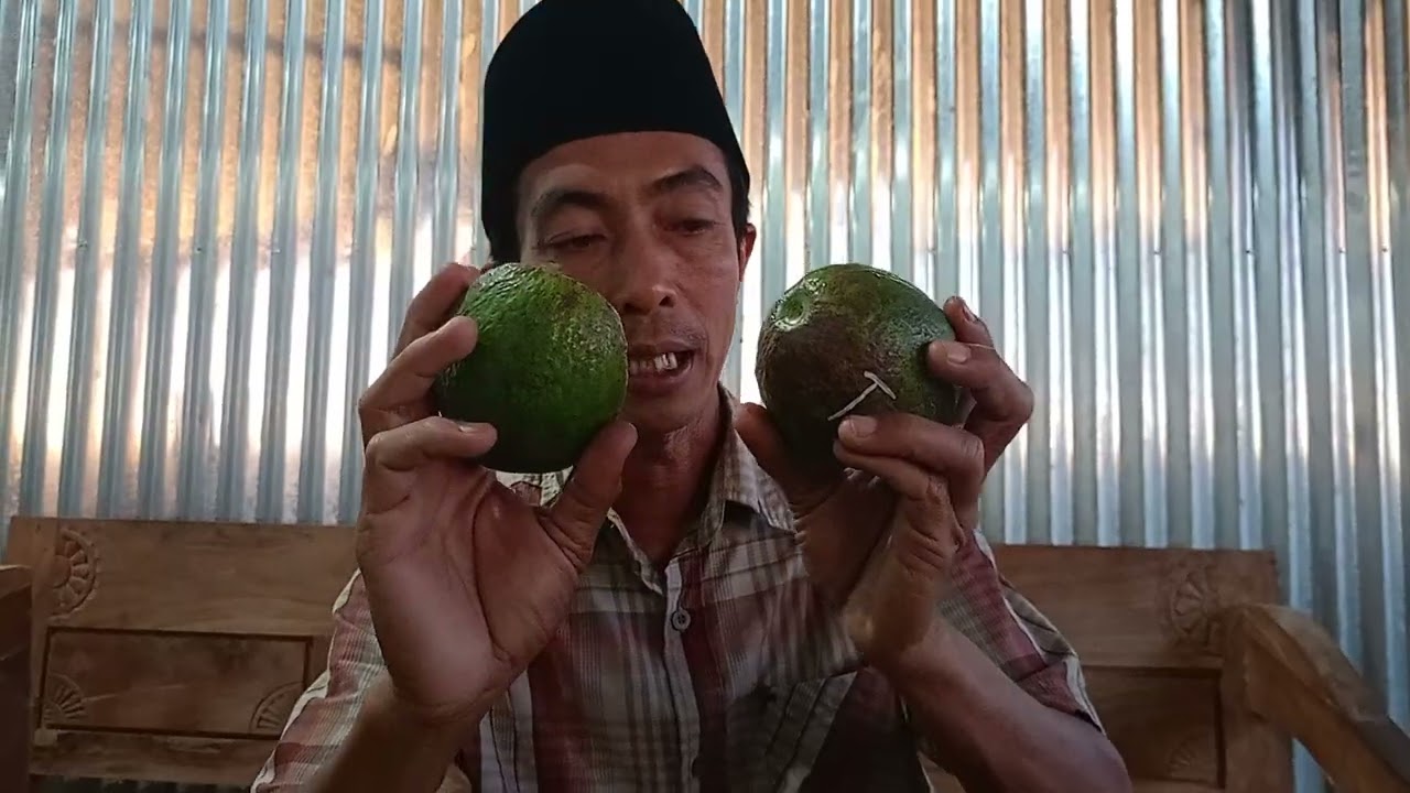 Riview Alpukat Cuba, Green Taiwan, Ta21, Sab 034, Russell dan Dupuis👍🏻