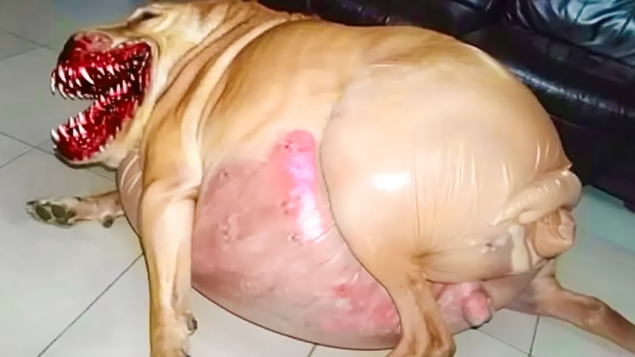 Un Chien Met Bas, Mais Le Médecin Découvre Qu’il Ne S’Agit PAS De Chiots !