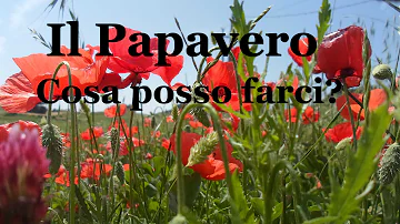 Cosa si fa con papavero?