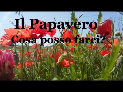 Video: Come Vedere L'indirizzo Del Papavero