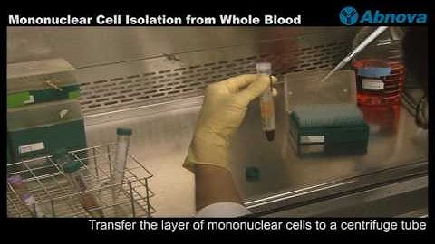 Mononuclear Cell Isolation from Whole Blood