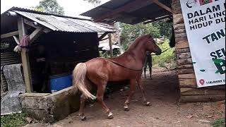 proses penangkapan yang tegang & mendebarkan tapi lucu saat SAR'UD ( BINTANG JUNIOR) lepas