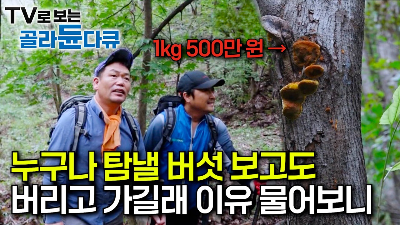 1kg에 500만원 이상 가치 대물 버섯 찾아놓고 그냥 가는 작업자들｜차라리 안 봤으면 덜 속상할 텐데… 산 전체에 녹아버린 버섯｜약성 식용버섯 채취꾼｜극한직업｜#골라듄다큐