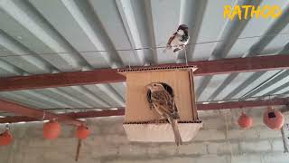 ચકલી ઘર | bird house | bird water