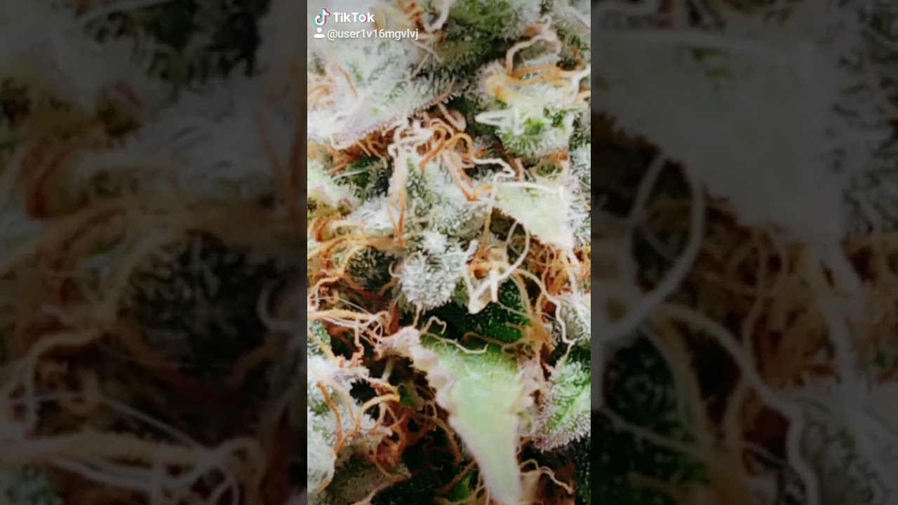 Couple Days From Harvest ❤ AK47 Trichome Production - Final Flush