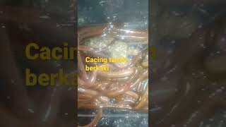 Bolang Mancing Gali Tanah Dapat Cacing Berkaki