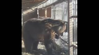 🐻Медведь Потап из «Приюта Белоснежки» поздравил свою подругу с наступающим 8 марта #shorts