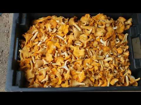 Лисички и съедобные трутовики